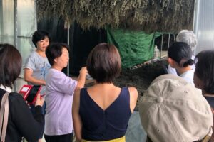 江華島産獅子足よもぎの熟成工程を現地で視察する様子